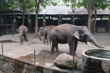 Asian elephants look calm in a spacious enclosure. With a backdrop of shady trees and the melodious sounds of birds, the atmosphere in this place feels very peaceful. clipart