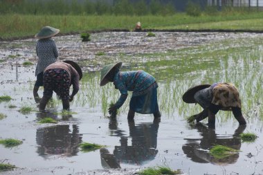  Sabahleyin pirinç tarlasına pirinç eken Endonezyalı kadın çiftçi.