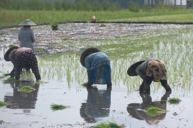 Sabahleyin pirinç tarlasına pirinç eken Endonezyalı kadın çiftçi.