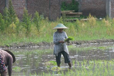  Sabahleyin pirinç tarlasına pirinç eken Endonezyalı kadın çiftçi.