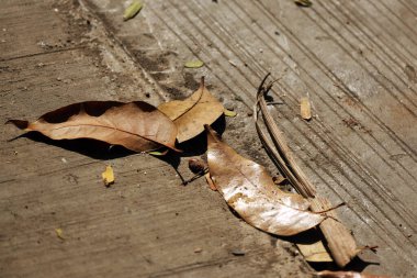 Yazın evin terasına dökülen kurumuş, çimento kaplı yapraklar.