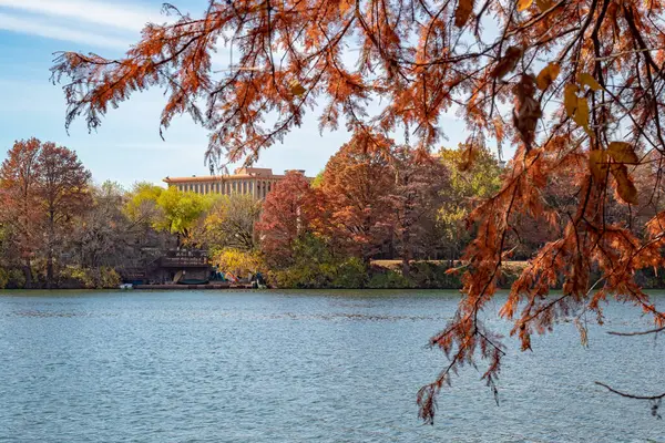 Etrafı turuncu ve sarı sonbahar ağaçları ve dallarla çevrili. Fotoğraf Austin Texas 'taki Lady Bird Gölü' nde çekildi. Açık bir günde.