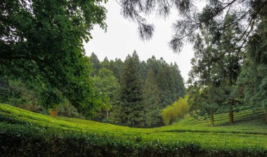 Bulutlu bir günde yemyeşil orman ağaçları ve yapraklar. Fotoğraf Güney Kore, Boseong 'da çekildi.