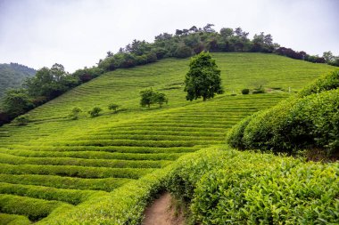 Bulutlu bir günde yemyeşil çay çiftliği. Fotoğraf Güney Kore, Boseong 'da çekildi.