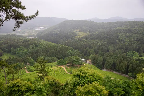 Bulutlu bir günde yemyeşil çay çiftliği. Fotoğraf Güney Kore, Boseong 'da çekildi.