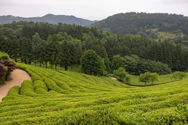 Bulutlu bir günde yemyeşil çay çiftliği. Fotoğraf Güney Kore, Boseong 'da çekildi.