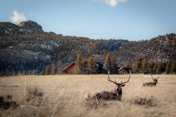 Geyik Buck grubu etrafı dağlarla çevrili çimlerde oturuyor. Fotoğraf açık mavi bir gökyüzünde çekildi.