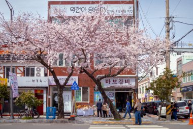 Kırmızı tuğlalı bir dükkanın önündeki kiraz ağaçları. Fotoğraf bulutlu bir günde Güney Kore Jinhae 'de çekildi.