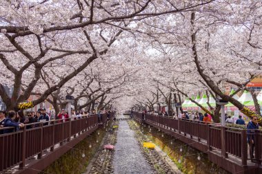 Jinhae, Güney Kore 'deki Yeojwacheon akıntısını kaplayan pembe kiraz ağaçları.