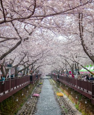 Jinhae, Güney Kore 'deki Yeojwacheon akıntısını kaplayan pembe kiraz ağaçları.