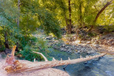 Sedona Arizona 'daki Oak Creek Nehir Çekirge Noktası' nda suya düşmüş. Fotoğraf açık mavi bir gökyüzünde çekildi.