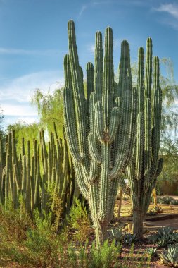 Saguaro kaktüsü Phoenix Arizona Botanik Bahçesi 'ndeki Sonoran Çölü' nde bir tarlada. Fotoğraf açık bir günde çekildi.