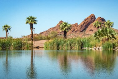 Palmiye ağaçları Phoenix Arizona 'daki Papago Park' ta vaha ve çöldeki dağları yansıtır. Fotoğraf açık mavi bir gökyüzünde çekildi.