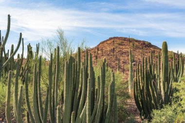 Saguaro kaktüsü bir tarlada ve dağlarda Phoenix Arizona Botanik Bahçesi 'nde Sonoran Çölü' nde. Fotoğraf açık bir günde çekildi.