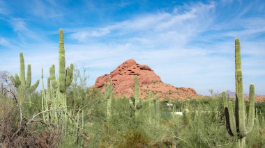 Saguaro kaktüsü ve kaya dağı Phoenix Arizona Botanik Bahçesi 'ndeki Sonoran Çölü' nde bir tarlada. Fotoğraf açık bir günde çekildi.