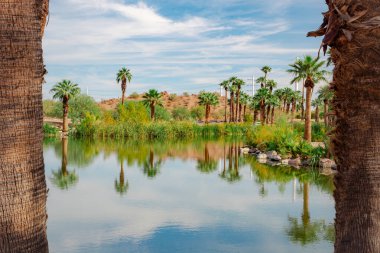 Palmiye ağaçları Phoenix Arizona 'daki Papago Park' ta vaha ve çöldeki dağları yansıtır. Fotoğraf açık mavi bir gökyüzünde çekildi.