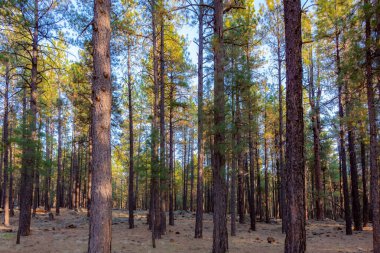 Flagstaff Arizona 'daki Humphreys Tepesi' nde çam ağacı ormanı ve çayır. Fotoğraf açık mavi bir gökyüzünde çekildi.