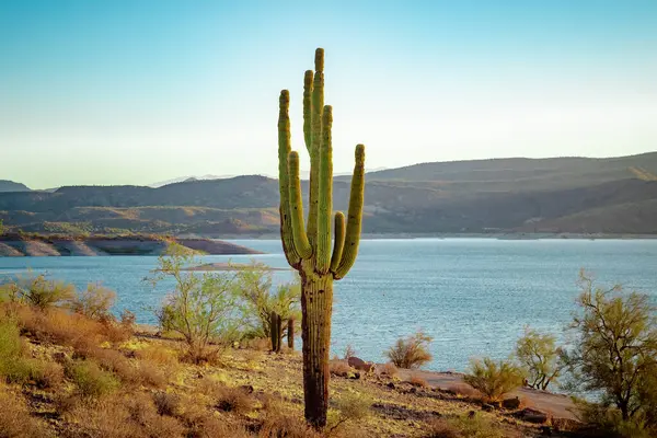 Saguaro kaktüsü ve Phoenix Arizona Sonoran Çölü 'ndeki Pleasant Gölü' ndeki dağlar. Fotoğraf açık mavi bir gökyüzünde çekildi.