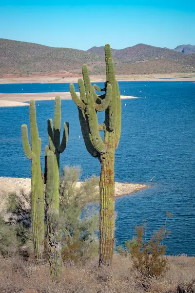 Saguaro kaktüsü ve Phoenix Arizona Sonoran Çölü 'ndeki Pleasant Gölü' ndeki dağlar. Fotoğraf açık mavi bir gökyüzünde çekildi.