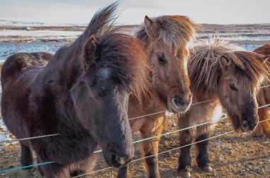 Güzel İzlanda atları. Fotoğraf bulutlu bir günde İzlanda 'da çekildi.