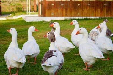 flock of white geese on the lawn clipart