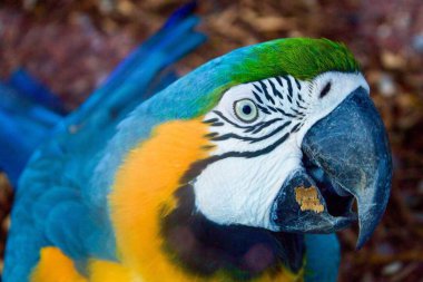 Blue and yellow Caninde Macaw, portrait clipart