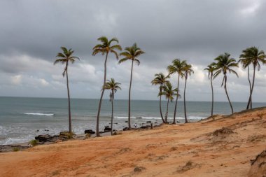 Bulutlu bir günde denizin önünde palmiye ağaçlarının yatay forumu. Ufuk manzarası, sarı kum. 