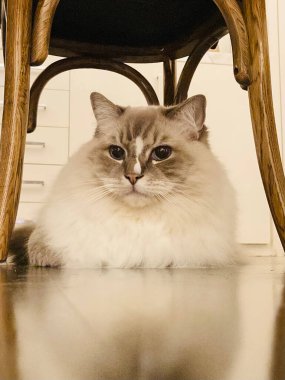 Güzel Gri Kedi huzur içinde dinleniyor