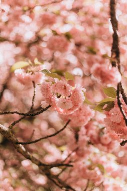 Bahçedeki güzel pembe sakura çiçekleri