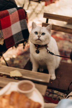 Beyaz gözlü şirin bir kedi.