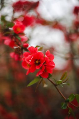Bahçedeki güzel çiçekler