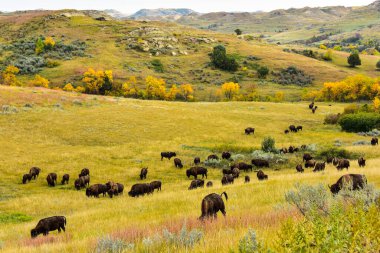 Bizon özgürce dolaşır ve otlar Kuzey Dakotas 'ın engebeli çorak topraklarında Theodore Roosevelt NP.