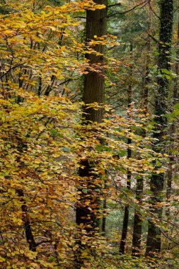 Sonbaharın başlarında yapraklar renk değiştirip yere düşmeye başlar..