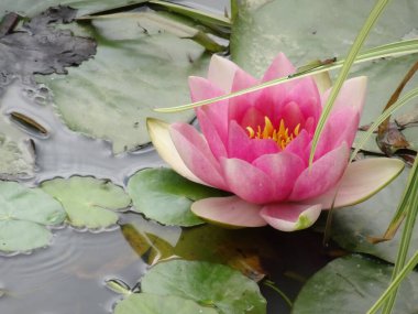 pembe lotus gölette çiçeklenme