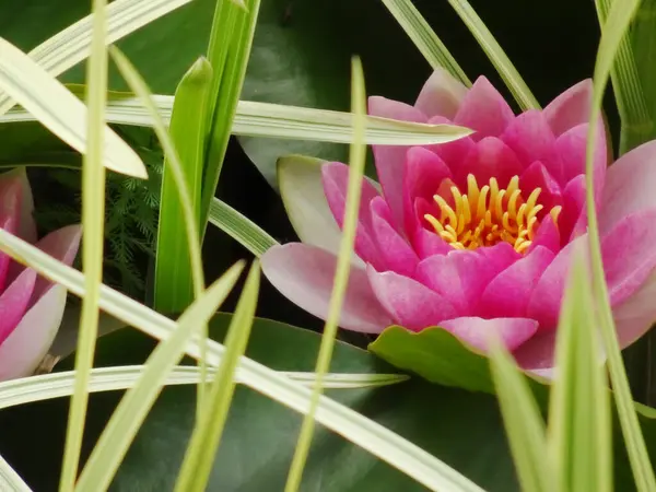 pembe lotus gölette çiçeklenme