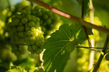  Sarmaşıkta yaz güneşinden gölgelenmiş bir demet yeşil üzüm.
