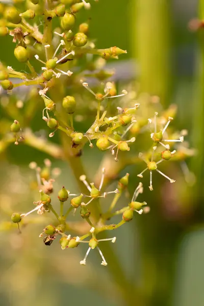 Makro ya da kapanış, sarmaşığın baharın başlarında açan görüntüsü..