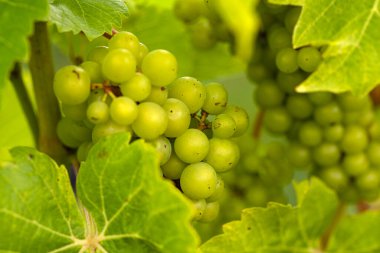 Sarmaşıktaki yeşil üzümleri kapat..