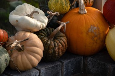 Mutfak bahçesinde yetişen kabak ve kabak koleksiyonu..
