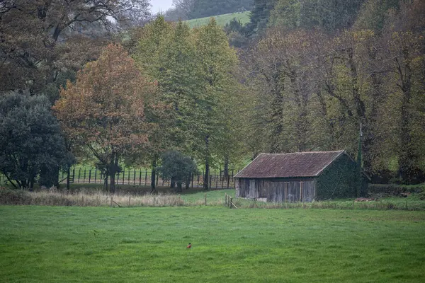 Sülün, ahır ve renkli odunla sonbahar çayır manzarası.