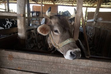 Köy ineğindeki süt ineği