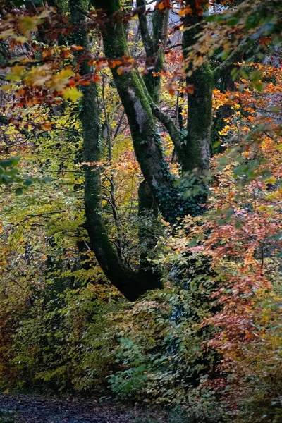 Kuzey Devon 'daki sonbahar ormanlarının güzel yeşillik renkleri.