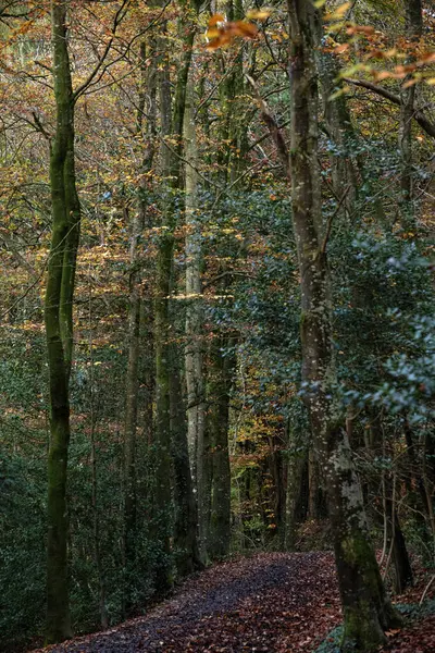 Kuzey Devon 'daki sonbahar ormanlarının güzel yeşillik renkleri.