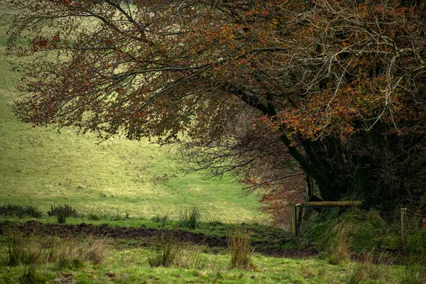 Sonbaharın sonlarında, kış gelmeden Exmoor 'da.