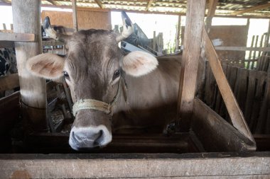 Dağ ineği ahşap inek ahırında