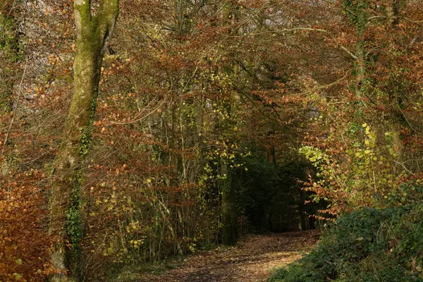 Sonbahar yaprakları vahşi bir orman yürüyüşünde.