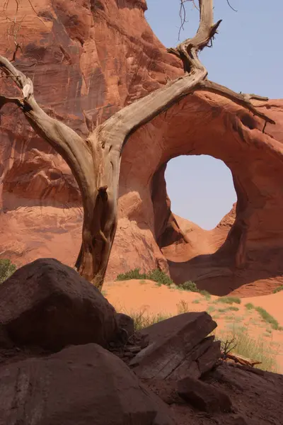 Arizona 'daki Anıt Vadisi' nde ağaç ve kemer.