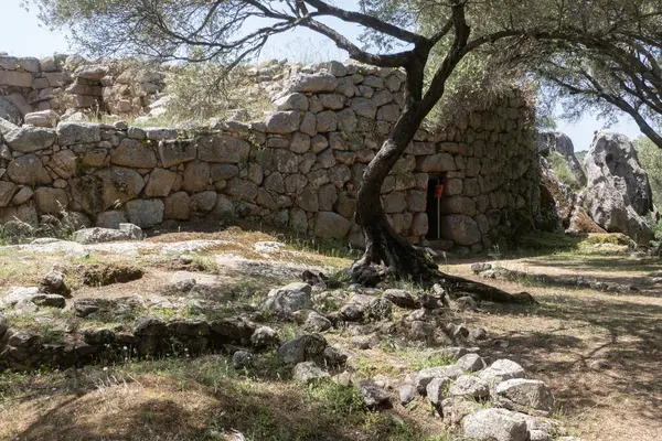Zeytin ağacı ve 17. yüzyıl Nuraghi. Megalitik yapılar çoğunlukla Sardunya 'da bulunur. Kullanımlar arasında konutlar, buluşma yerleri ve dini tapınaklar yer aldı.
