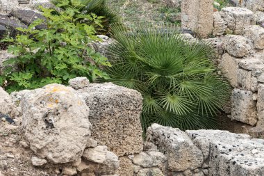 Avuçlar ve incirler antik Roma harabelerinde vahşi bir şekilde büyüyor. Dokular üzerine bir çalışma.