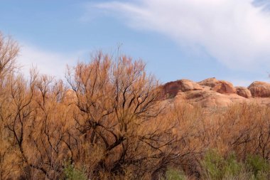 Tamarisk ağaçları. Utah, ABD 'de suya yakın Tamarisk ağaçları